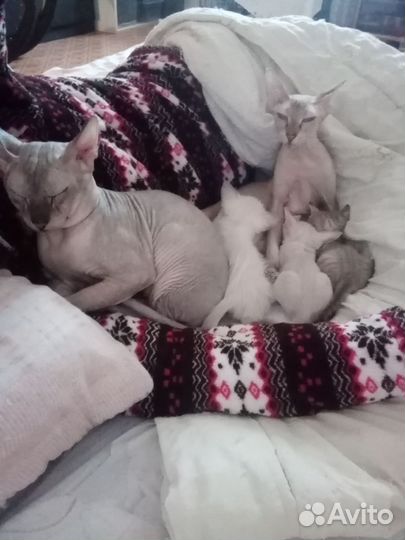 Донской сфинкс котята