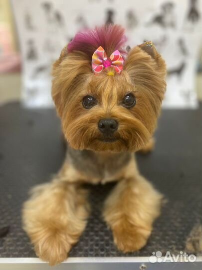 Груминг стрижка собак и кошек