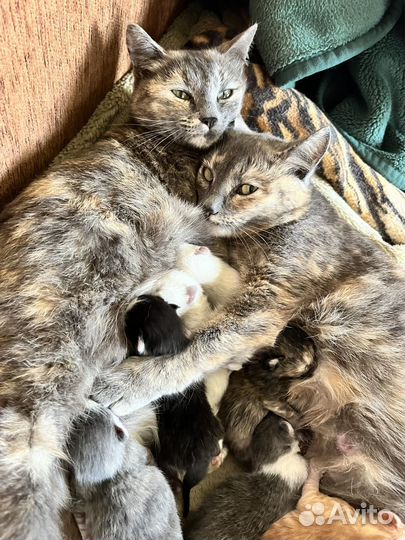 Котята в добрые руки даром