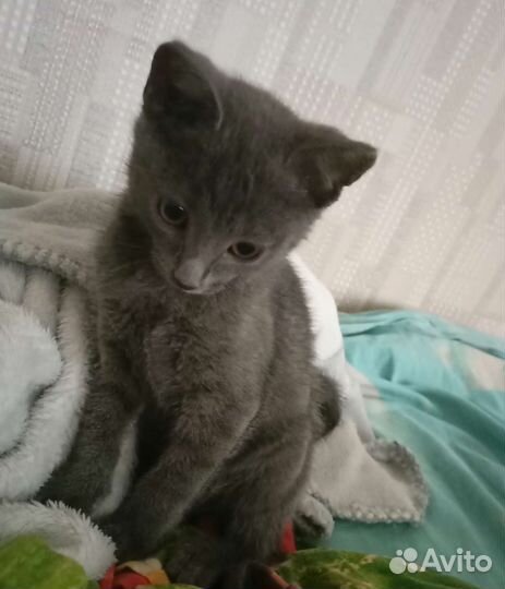 Отдам бесплатно кошку