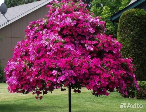 Петунинивое дерево