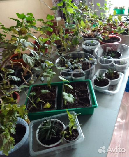 Герань пеларгония королевская