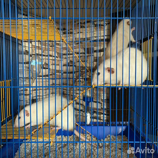 Декоративные крысы редких окрасов