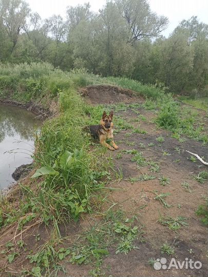 Немецкая овчарка(кто видел, позвоните)