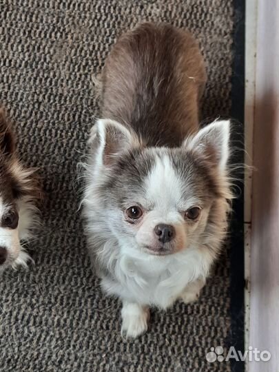 Девочки ищут дом