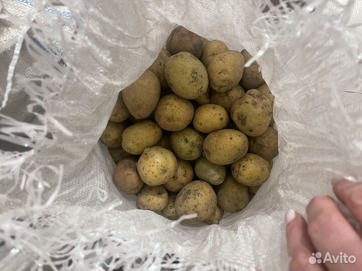 Картофель белый