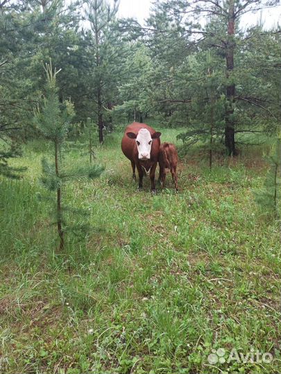 Коровы и быки телята Герефорды на ферме