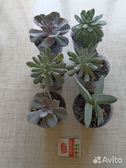 Суккуленты набор