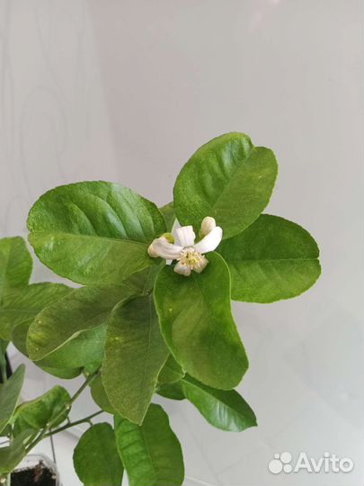 Лимон Пандероза