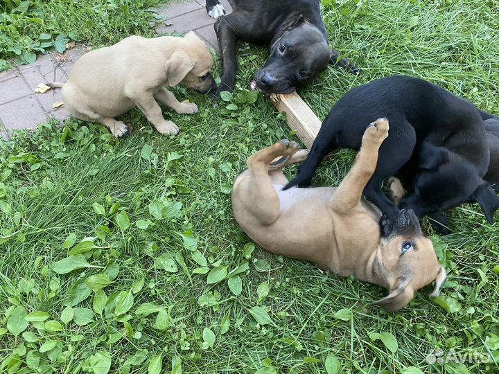 Щенки питбуля
