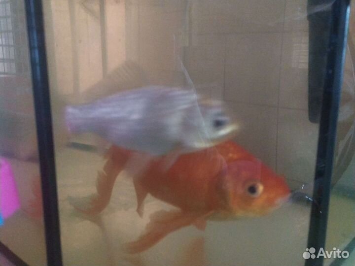 Аквариумные декорации и рыбки