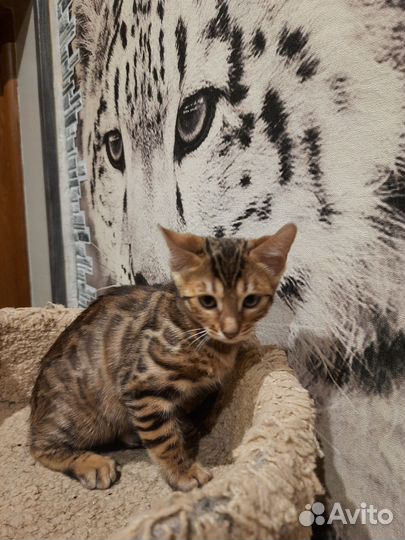 Бенгальские котята