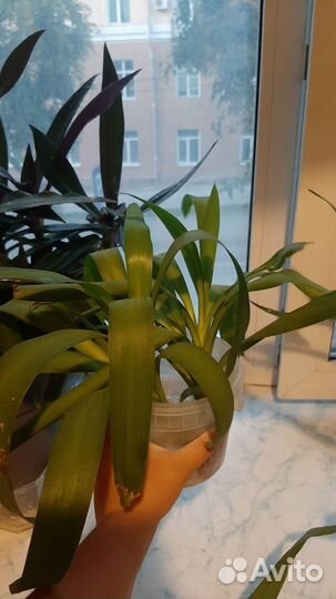 Комнатные растения