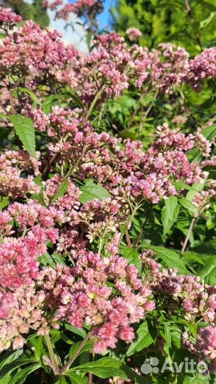 Посконник Glutball