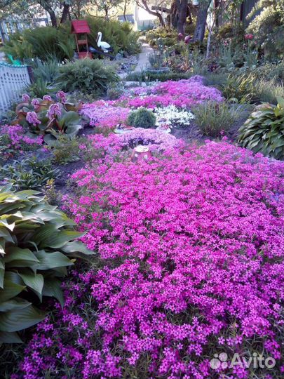 Многолетние цветы