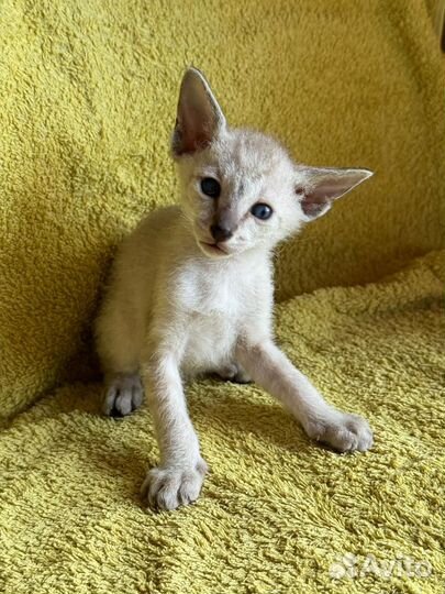 Котята петерболд