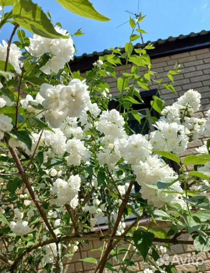 Жасмин махровый