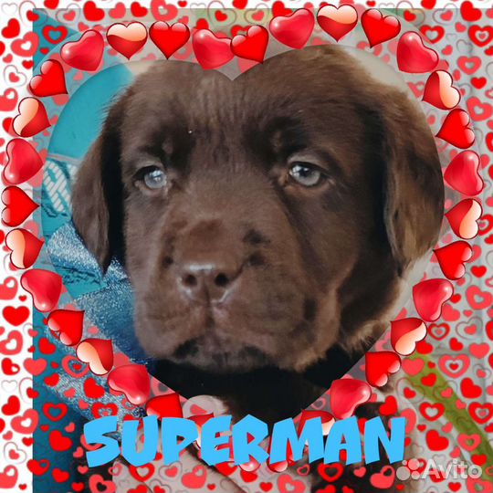 Щенки лабрадора цвет горький шоколад