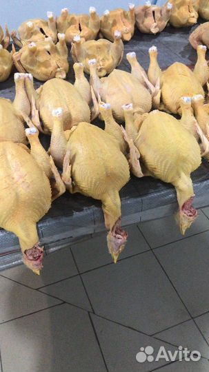 Куры бройлеры