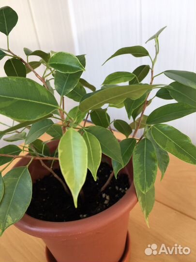 Фикус бенджамина