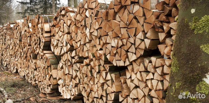 Кора березы