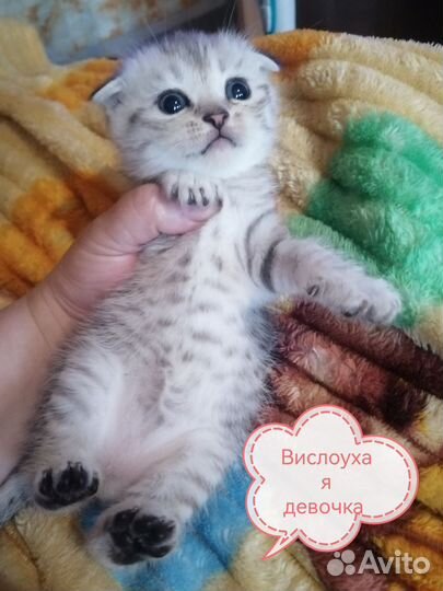 Шотландкие котики бесплатно