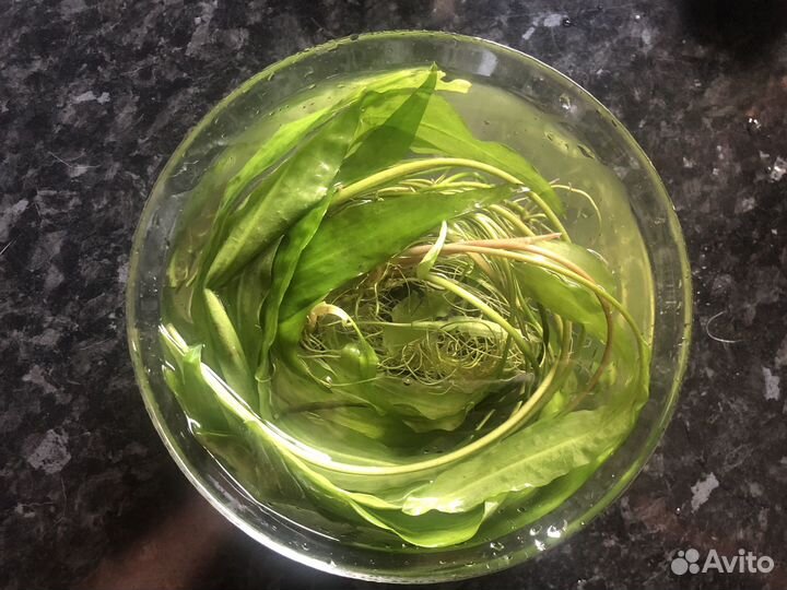 Аквариумное растение