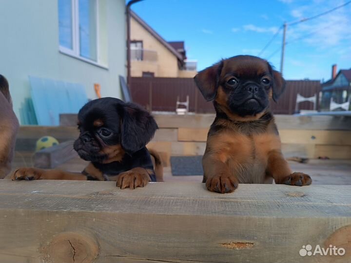 Щенки пти брабансона