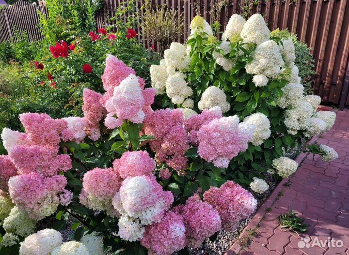 Набор гортензий метельчатых