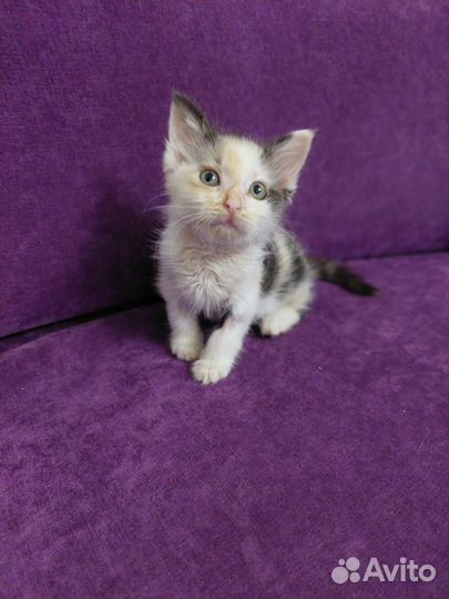 Соня ищет дом