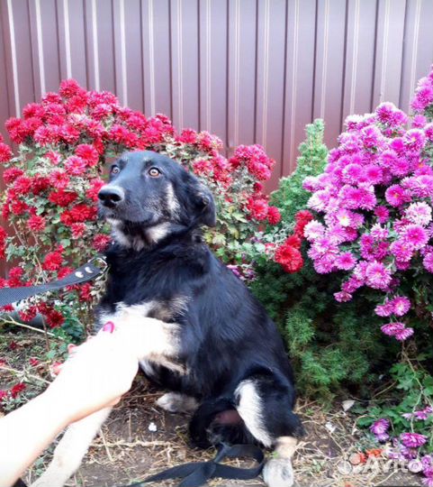 Отдам щенка в хорошие руки