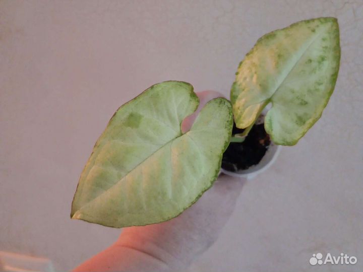 Сингониумы Триколор. мохито и тд