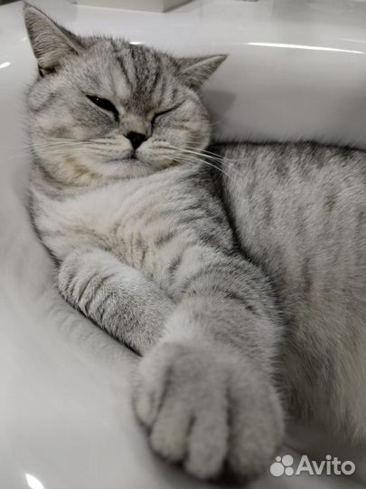 Кот шотландец