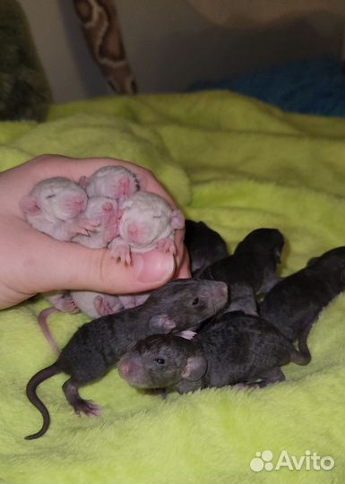Крысята Дамбо Рекс и Дабл рекс.Крыса
