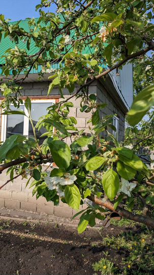 Дом 28 м² на участке 8 сот.