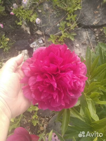 Пионы срезка