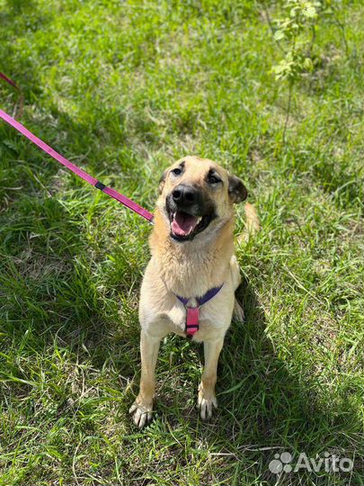 Добрая и ласковая собака из приюта в дар