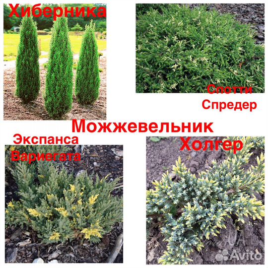 Можжевельник, Кипарисовик и др