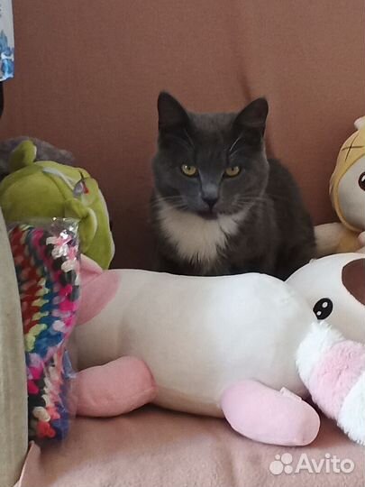 Кошка