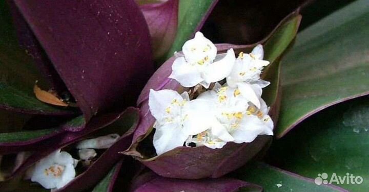 Традесканция рэо, комнатный цветок, растение