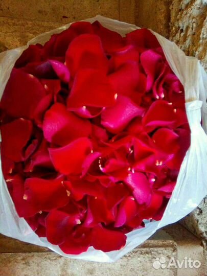 Свежие лепестки роз Букеты из роз