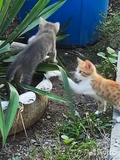 Котята в добрые руки бесплатно
