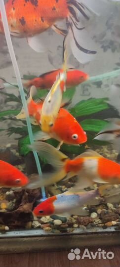 Золотые рыбки