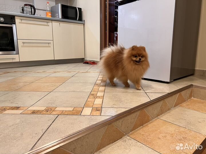 Шпиц вязка мальчик