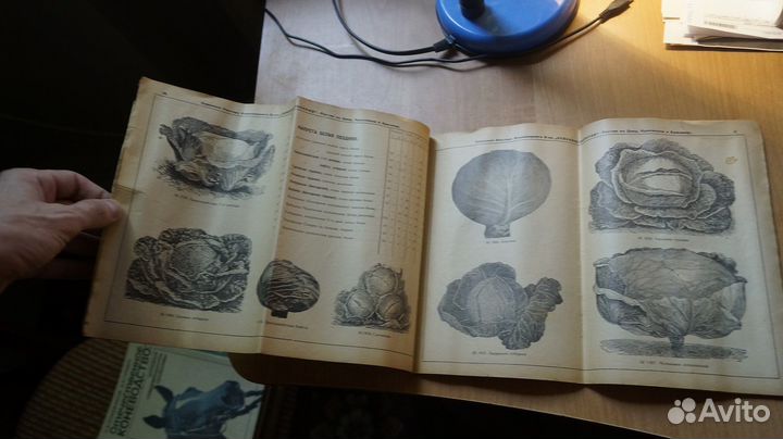 З152 семена каталог. семенная контора акц. общ. с