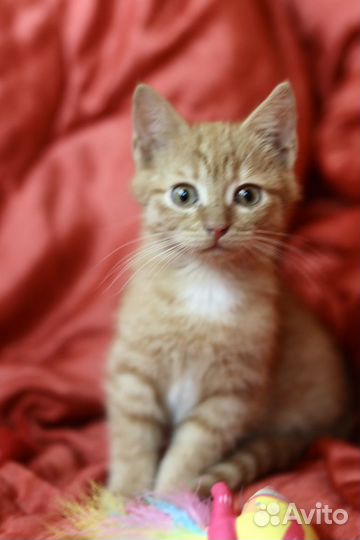 Рыжик с огромными глазами ищет дом