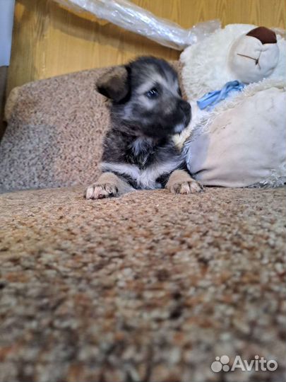 Щенок девочка 2 месяца в добрые руки