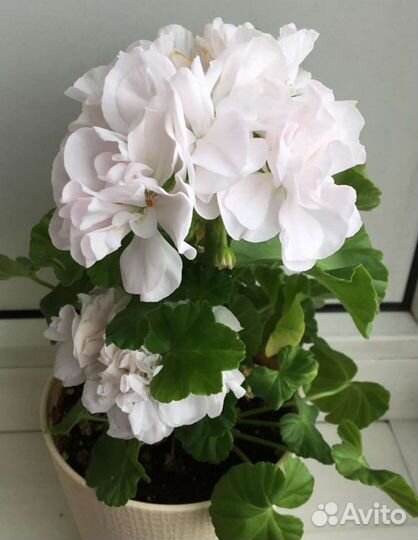 Пеларгонии махровые