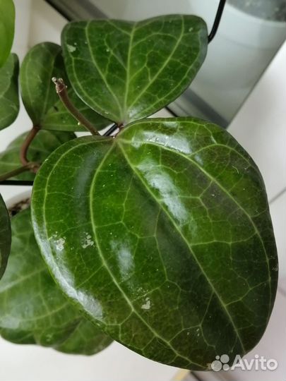 Хойи укорененные