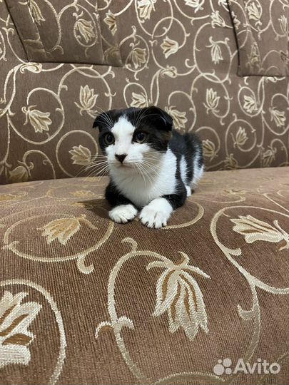Отдам котенка в добрые руки